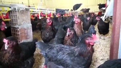 tavuk yumurtasi -  Pandemi hayatını değiştirdi Videosu