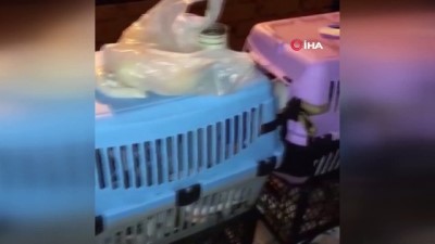 il tarim mudurlugu -  Şişli’de baskın yapılan adreste 9'u yavru 57 kedi bulundu Videosu