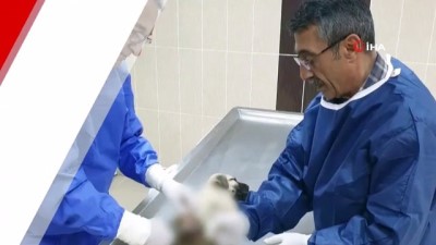 demirli -  Depremzede yavru köpek sağlığına kavuşturuldu  Videosu