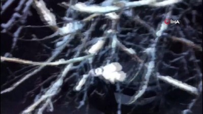 gecmis olsun -  Gercüş’te yüz yıllık ağaç otomobilin üzerine devrildi  Videosu