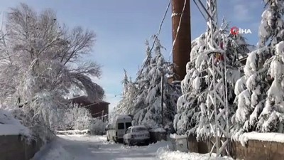  - Ahlat'ta aşırı kar yağışı ağaçları devirdi 