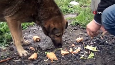 hayvan -  Başıboş köpekler yürek sızlatıyor  Videosu