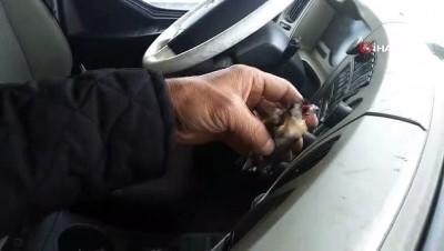 siddetli ruzgar -  Donan kuşu kurtarma çabası yetmedi ama hareketi yürekleri ısıttı  Videosu