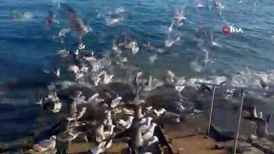 yemen -  Martılar 50 kilo balığı 2 dakikada bitirdi Videosu