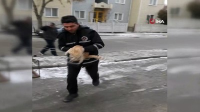 ozel okul -  Köpeklerden kaçarak direğe tırmanan kedi donmaktan son anda kurtarıldı  Videosu
