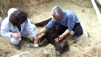  Veteriner hekimler, yaralı hayvanlar için seferber oldu