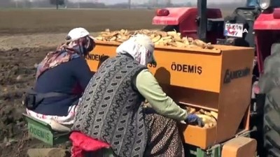 sebze uretimi -  Bursa'da patates ekimi başladı Videosu