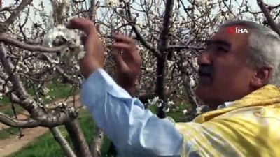 kuzey yarim kure -  Manisa'da erkenci kiraz ağaçları çiçek açtı, bahçeler beyaza büründü Videosu