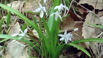 antropoloji -  Ünlü botanikçi Hakkâri’de endemik bir bitki türü keşfetti Videosu