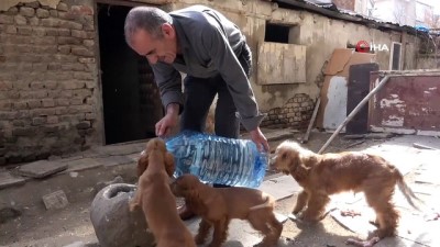 normal dogum -  Depremzede Fikri Çayır köpeklerinden bir an olsun ayrılamıyor Videosu