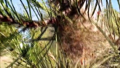 cam kese - Çam kese kurtları ormanı istila etti Videosu