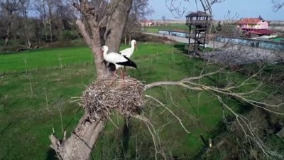 fizyoloji - Kızılırmak Deltası'ndaki 'Leylek TOKİ' dolmaya başladı - SAMSUN Videosu