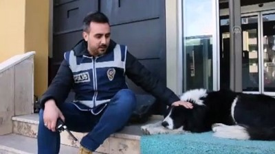 Sokak köpeği 'Max' polislerin 'mesai arkadaşı' oldu - MALATYA