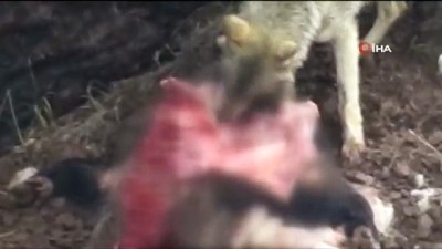 bulduk -  Tunceli’de kurtlar, karnını doyururken böyle görüntülendi Videosu