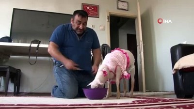 semt pazari -  Kurbanlık olarak aldıkları kuzu evlatları gibi oldu Videosu