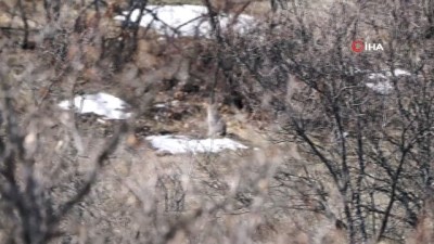 vasak -  Tunceli'de kırmızı listedeki vaşak görüntülendi Videosu