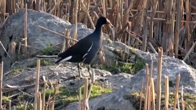 kuzey yarim kure - Ağrı Dağı'nın eteklerindeki milli park göçmen kuşların dönüşüyle renklendi - IĞDIR Videosu