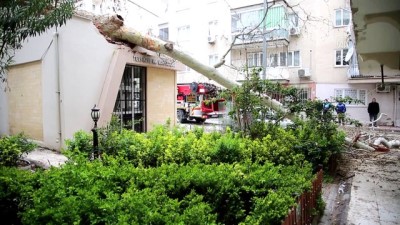 Asırlık çınar ağacı muhtarlık binası ve otomobilin üzerine devrildi - MANİSA