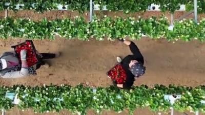 Aydın'da 3 kadın girişimci kurdukları topraksız serada çilek yetiştiriyor - AYDIN