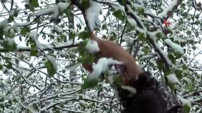  Giresunlu fındık üreticisi yağan mart karı yüzünden endişeli
