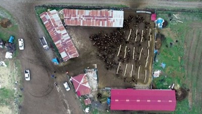 sut uretimi - Süt kuzularının anneleriyle buluşma heyecanı - BİNGÖL Videosu