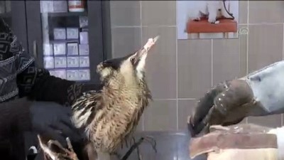 balaban - Yaralı bulunan balaban kuşu tedavi edildi - ADIYAMAN Videosu