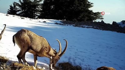  Aç kalan dağ keçilerinin yoncayla beslendiği anlar fotokapanda