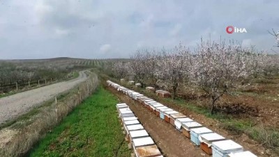  Badem ağaçları çiçek açtı, beyaza bürünen bahçeler havadan görüntülendi