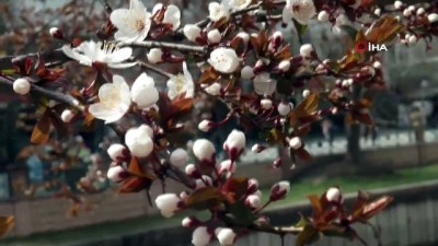  İlkbaharın gelişi ile çiçekler açtı