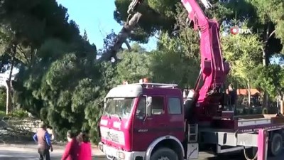  Karayoluna dev çam ağacı devrildi, facia ucuz atlatıldı