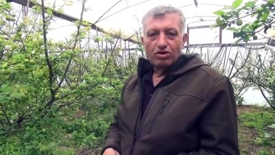 Örtü altı erik hasadı başladı - MERSİN