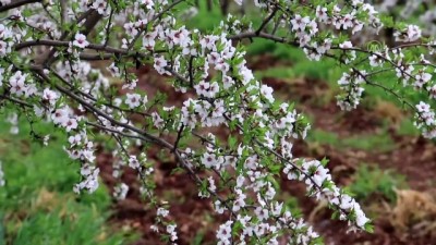 asad - Badem ağaçları çiçek açtı - ADIYAMAN Videosu