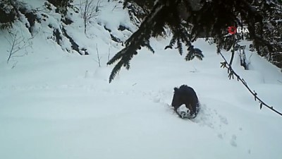 yaban domuzu -  Karaca ve geyikler fotokapanla görüntülendi Videosu