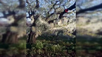 asad -  Marmara'nın tarım ambarı İznik'i don vurdu Videosu