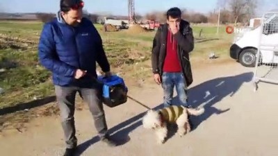 evcil hayvan -  Sınırı geçmek için geldi, 6 yıldır baktığı kedisi ve köpeğine gözyaşlarıyla veda etti Videosu