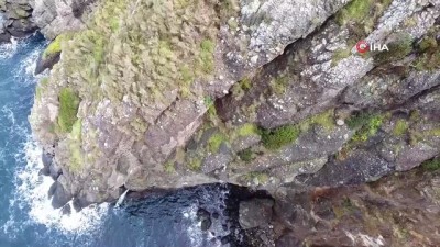 keci -  Dağda mahsur kalan keçi 2 gündür kurtarılmayı bekliyor Videosu