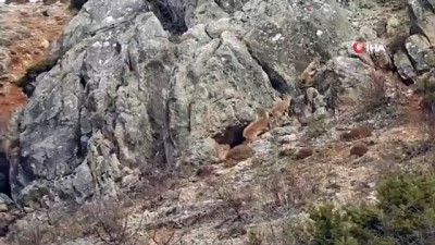 yaban kecisi -  Munzur Dağlarında yaban keçileri görüntülendi Videosu