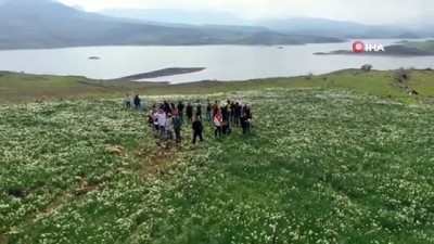 kamera -  Atatürk Baraj kenarında doğal nergis bahçesi Videosu