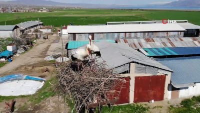 leylek koyu -  Göç yolunda mola veren binlerce leylek İznikli çiftçinin tarlasını istila etti Videosu