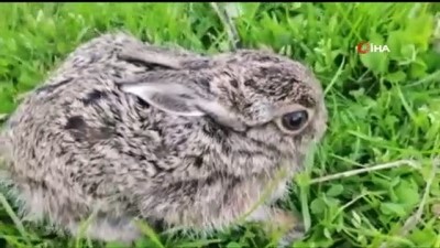 ormana -  Ormanda ölmek üzereyken bulduğu yavru tavşana gözü gibi bakıyor Videosu