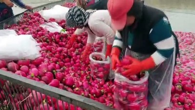 asad - Osmaniye'de turp hasadı sona erdi Videosu