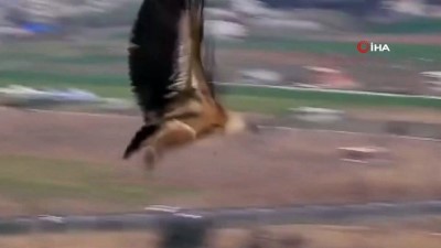 kisla -  Tedavi edilen kızıl akbaba doğaya bırakıldı Videosu