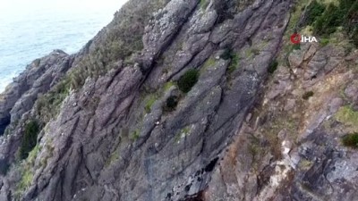 keci -  Dağda mahsur kalan keçi için kurtarma çalışması başlatıldı Videosu