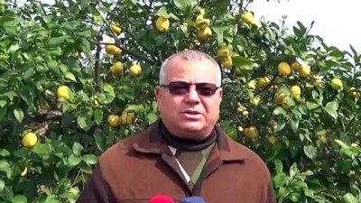 asad - Limona talep arttı - MERSİN Videosu