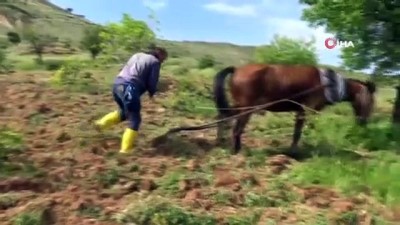 buyukbas hayvan -  Gercüş'te at ile çift sürme geleneği devam ediyor Videosu