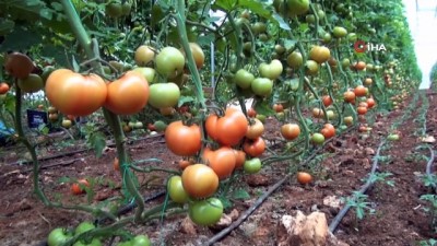 domates fiyati -  Korona virüs domatesin kilosunu 1 liraya kadar düşürdü Videosu