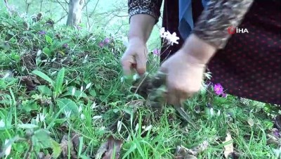 koylu kadin -   Yılda 2 ay yetişen 'Sakarca' tezgahları ve sofraları süslüyor Videosu
