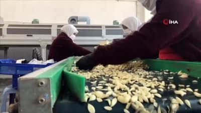 selenyum -  Bağışıklığı güçlendiren Kastamonu sarımsağı son 50 yılın en yüksek fiyatlarını gördü Videosu