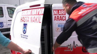 hasta hayvanlar -  Büyükşehir’in hayvan nakil araç filosu genişliyor Videosu