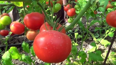 sebze hali -  Fiyatı 50 kuruşa düşen domates üreticinin elinde kaldı Videosu